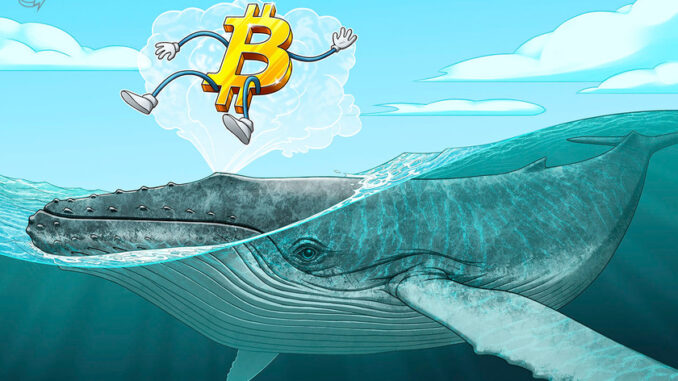 The number of Bitcoin whales hit an all-time high during the latest bull run